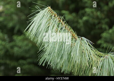 Pinus wallichiana at Clyne gardens, Swansea, Wales, UK. Stock Photo