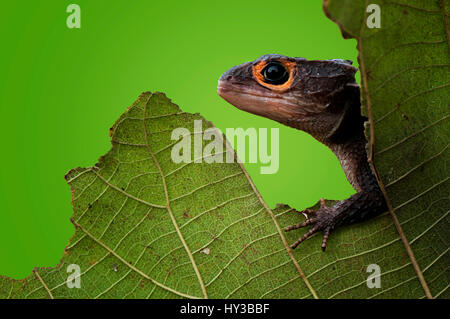 Croc skink Stock Photo