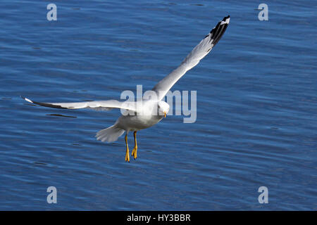 A ring billed gull flying over a blue lake Stock Photo