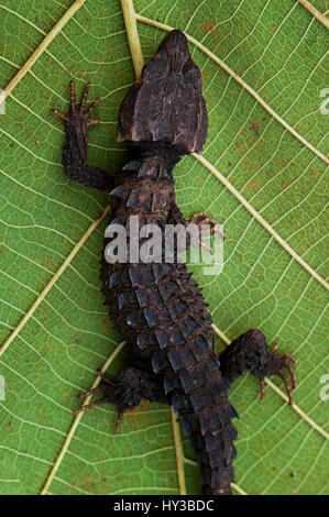 Croc skink Stock Photo