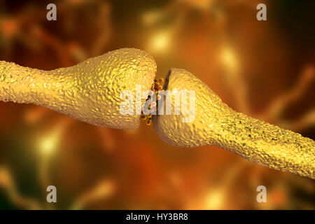 Synapse. Computer illustration of a synapse, the junction between two ...