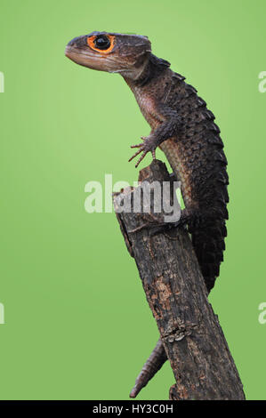 Croc Skink Stock Photo