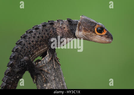 Croc Skink Stock Photo