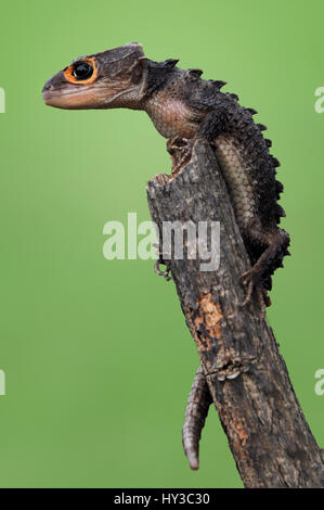 croc skink Stock Photo