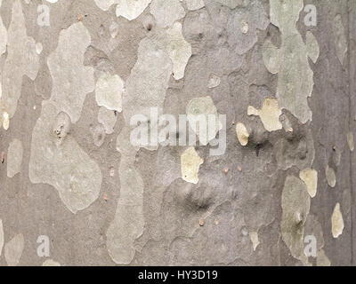 Textured bark of the plane tree or sycamore Stock Photo