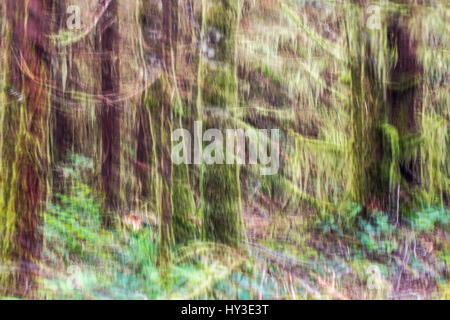 Motion blurred, abstract image of West Coast rainforest trees and colourful forest floor.  Moss-covered tree trunks glow green against the dark trees Stock Photo