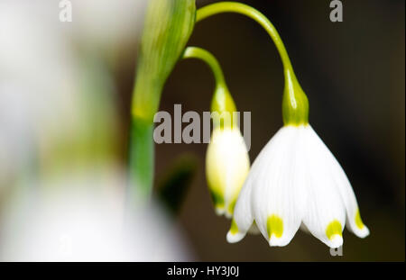 Snowflake, spring-knot flower Leucojum vernum, Märzenbecher, Frühlings-Knotenblume (Leucojum vernum) Stock Photo