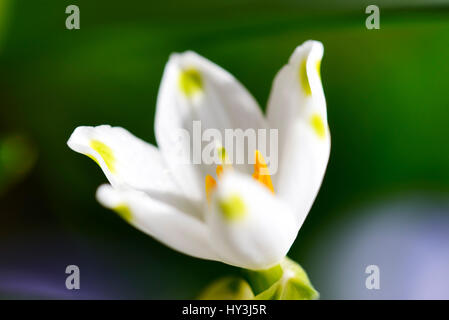 Snowflake, spring-knot flower Leucojum vernum, Märzenbecher, Frühlings-Knotenblume (Leucojum vernum) Stock Photo