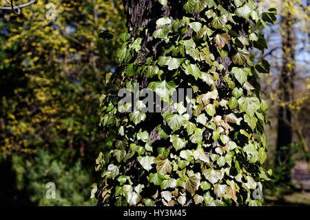 Ivy (Hedera helix, bluszcz pospolity, Gemeine Efeu, lierre grimpant, hiedra común, Плющ обыкновенный) on the tree. Stock Photo