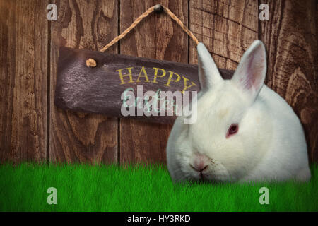 Rabbit on white background against wood panelling Stock Photo