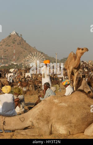 Rural scene of camels and people at the Pushkar fair in Rajasthan, India. Stock Photo