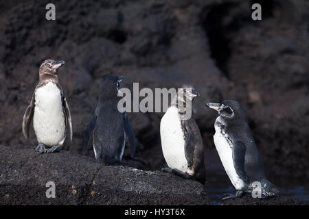 Galapagos Penguins, Spheniscus mendiculus, on Bartolome Is. The one penguin facing the black lava rock is camouflaged by countershading (Thayer's Law) Stock Photo