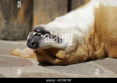 Thirsty dog with the tongue out is sleeping on his back on a pavement during hot day Stock Photo