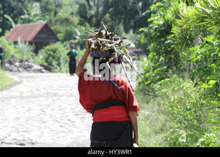 Woman in guatemala working  with traditional national clothes and carying wooden sticks on their head or back Stock Photo
