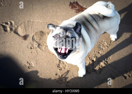 Happy pug dog playing on Bantham beach in Devon, England Stock Photo