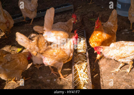 Hens feeding on healthy foods . Stock Photo