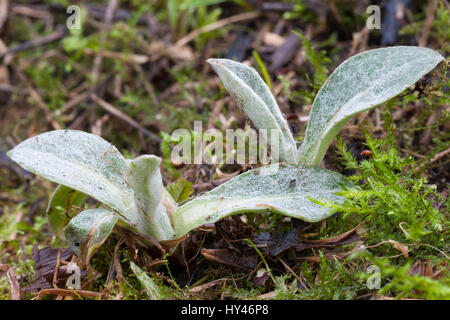 Berg-Flockenblume, Bergflockenblume, Blatt, Blätter, Blattrosette, Centaurea montana, Perennial cornflower, mountain cornflower, bachelor's button, mo Stock Photo