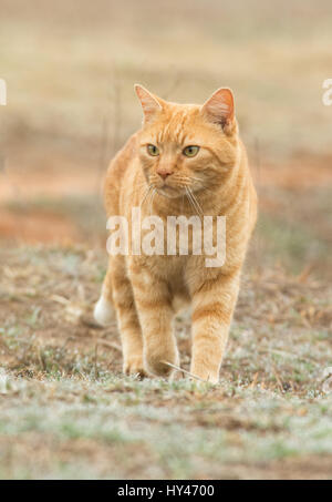 Ginger tabby cat walking towards the viewer outdoors Stock Photo
