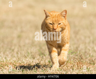 Ginger tabby cat walking in grass towards viewer Stock Photo