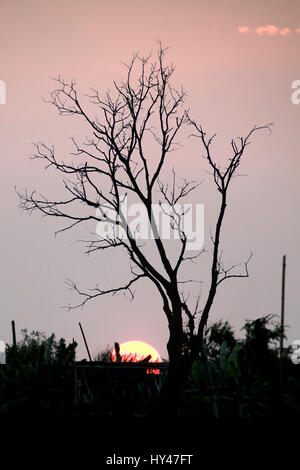 Leafless trees on orange sunset and white clouds on evening Stock Photo