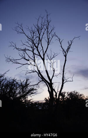 Leafless trees on purple sunset and white clouds on evening Stock Photo