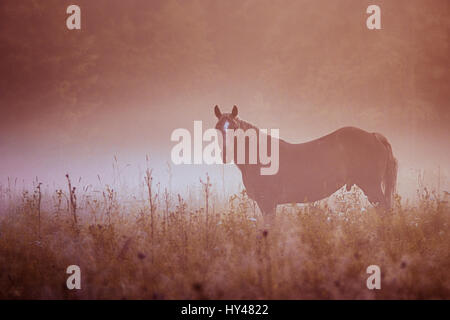 horse pasture morning fog dew Stock Photo