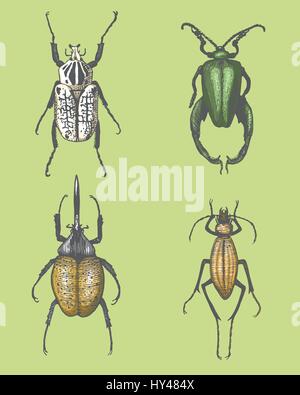big set of insects bugs beetles and bees, fleas many species in vintage old hand drawn style engraved illustration woodcut animals Stock Vector