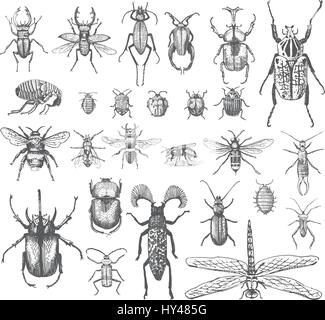 big set of insects bugs beetles and bees, fleas many species in vintage old hand drawn style engraved illustration woodcut animals Stock Vector
