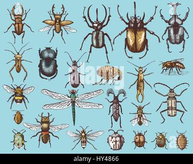 big set of insects bugs beetles and bees, fleas many species in vintage old hand drawn style engraved illustration woodcut animals Stock Vector