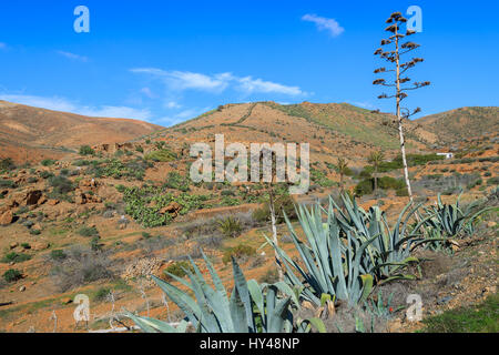 Agave plants on red soil volcanic field in mountain scenery, Fuerteventura, Canary Islands, Spain Stock Photo