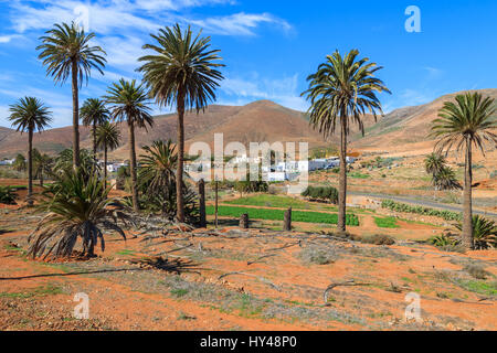 Palm trees on volcanic field with view of mountains near Betancuria village, Fuerteventura, Canary Islands, Spain Stock Photo