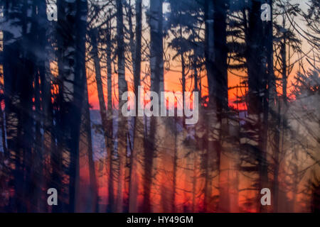 Glorious orange and red sky after sunset over the ocean gives brightly coloured background for abstract image of silhouetted trees in rainforest Stock Photo