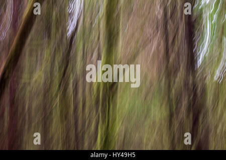 Abstract, impressionist-like image of West Coast rainforest.  Moss covered branches and tree trunks is blurred to the extent it appears ghostly. Stock Photo