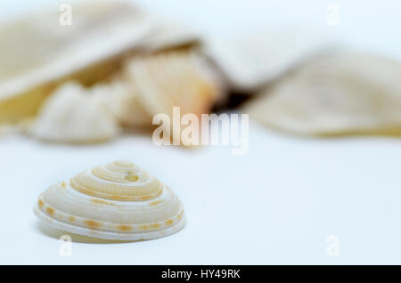 Close up of sea shell isolated on white Stock Photo