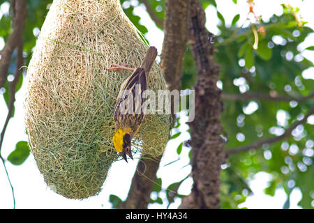 A male Baya Weaver (Ploceus philippinus) on his nest in a weaverbird colony in central Thailand Stock Photo