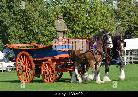 IPSWICH SUFFOLK  UK  25 October 2014:  East Anglia Equestrian Fair pair of shire  horses and cart showing in ring Stock Photo