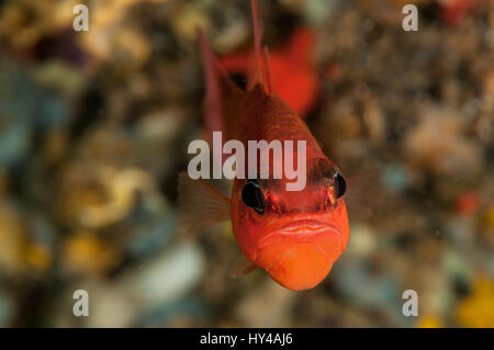 Cardinal fish (Apogon imberbis) in Illa Mateua, Costa Brava, Catalonia, Spain Stock Photo