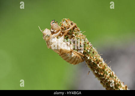 empty cicada orni shell or casing from moulted cicada insect on grass or reed in Italy Latin name hemiptera cicadidae with a green eye Stock Photo