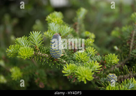 pine branch with young green cones in summer Stock Photo