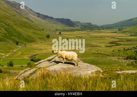 View of Nant Ffrancon Pass, a sheep in foreground. Idwal Cottage, Snowdonia National Park, Gwynedd, Wales, United Kingdom. Stock Photo