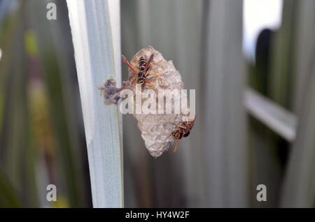 Australian paper wasps (Polistes humilis) at work on a nest in a flax bush Stock Photo