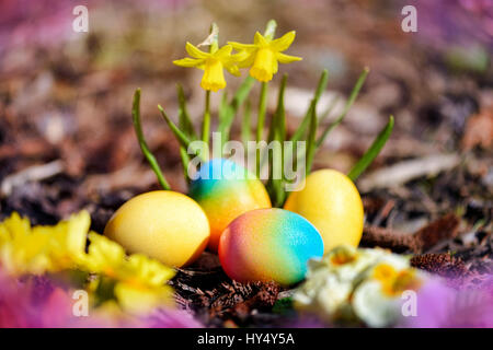 Coloured Easter eggs before blossoming narcissi, Bunte Ostereier vor bluehenden Narzissen Stock Photo