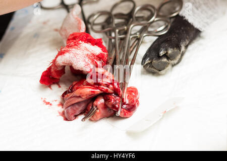 Veterinary, sterilization of a dog of the breed French bulldog, uterus and seminal canals removed during surgery lie on the table next to the clamps Stock Photo