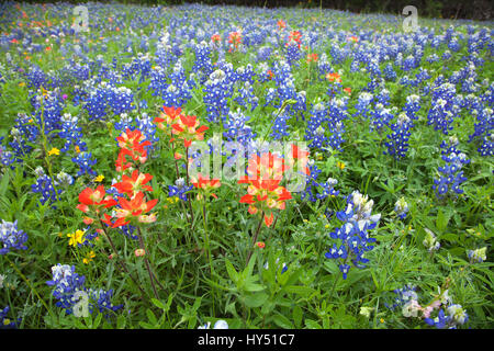 A low angle view of Indian Paintbrush and Bluebonnets wildflowers in a Texas field Stock Photo