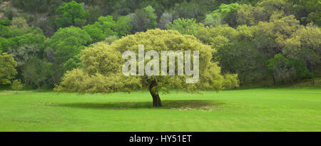 A Texas Live Oak tree in front of  a ridge in the Texas Hill Country during springtime Stock Photo