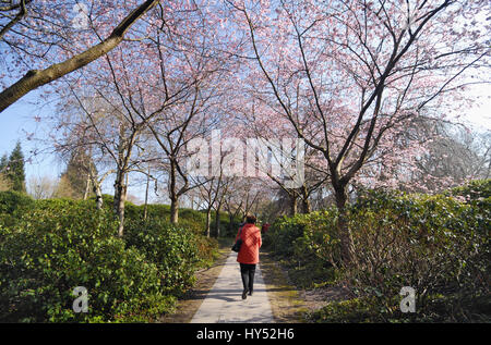 Blossoming of a tree in the park Planning un Blomen in Hamburg, Germany, Europe, Baumbluete im Park Planten un Blomen in Hamburg, Deutschland, Europa Stock Photo