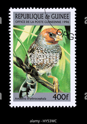 Postage stamp from Guinea depicting a red-headed finch (Amadina erythrocephala) Stock Photo