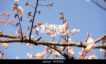 Japanese Cherry Blossom bokeh Stock Photo