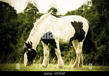 A Black and White Horse grazing in a field Stock Photo
