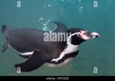 Humboldts Penguin swimming underwater Stock Photo